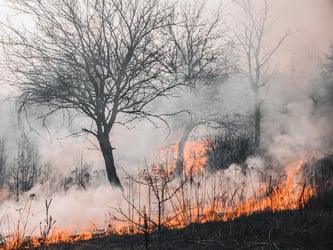 Climate Change - Wildfires